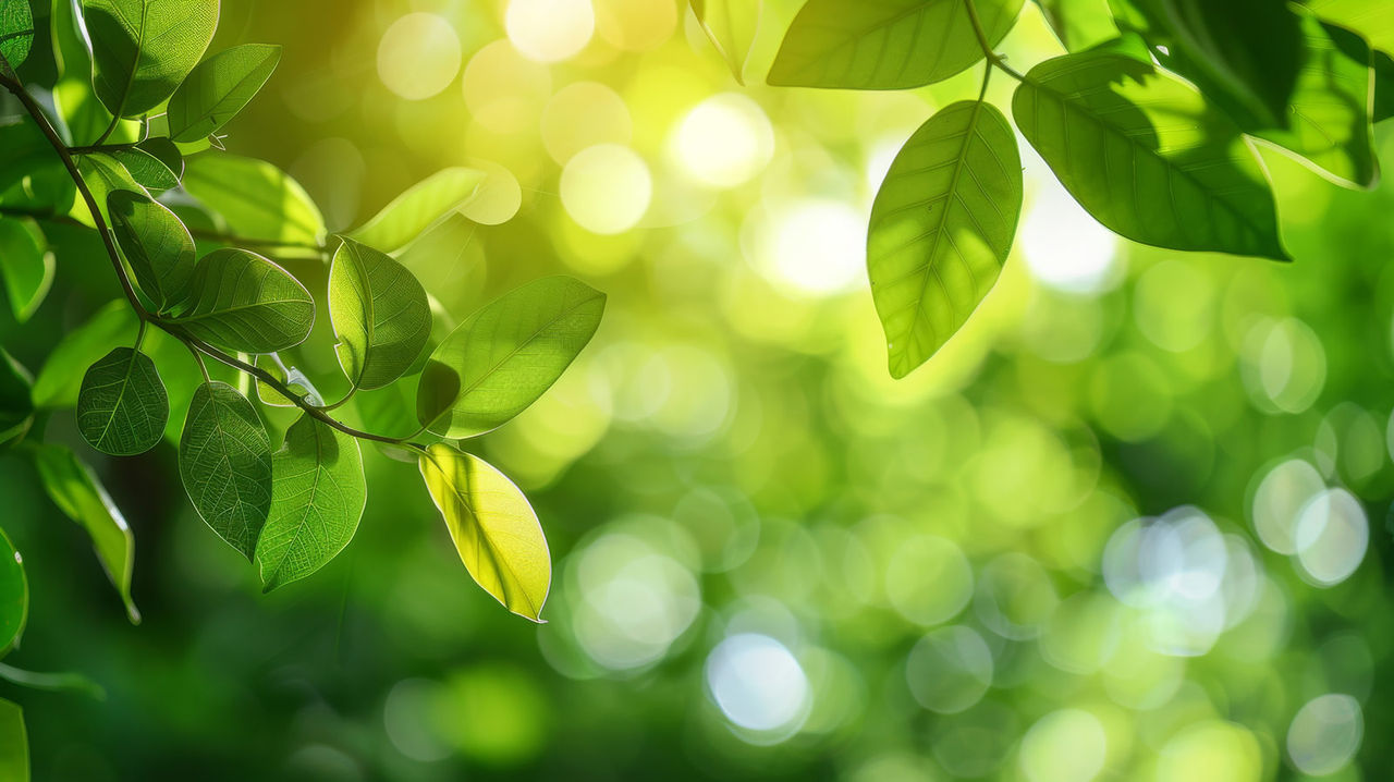 Leaves in the sun